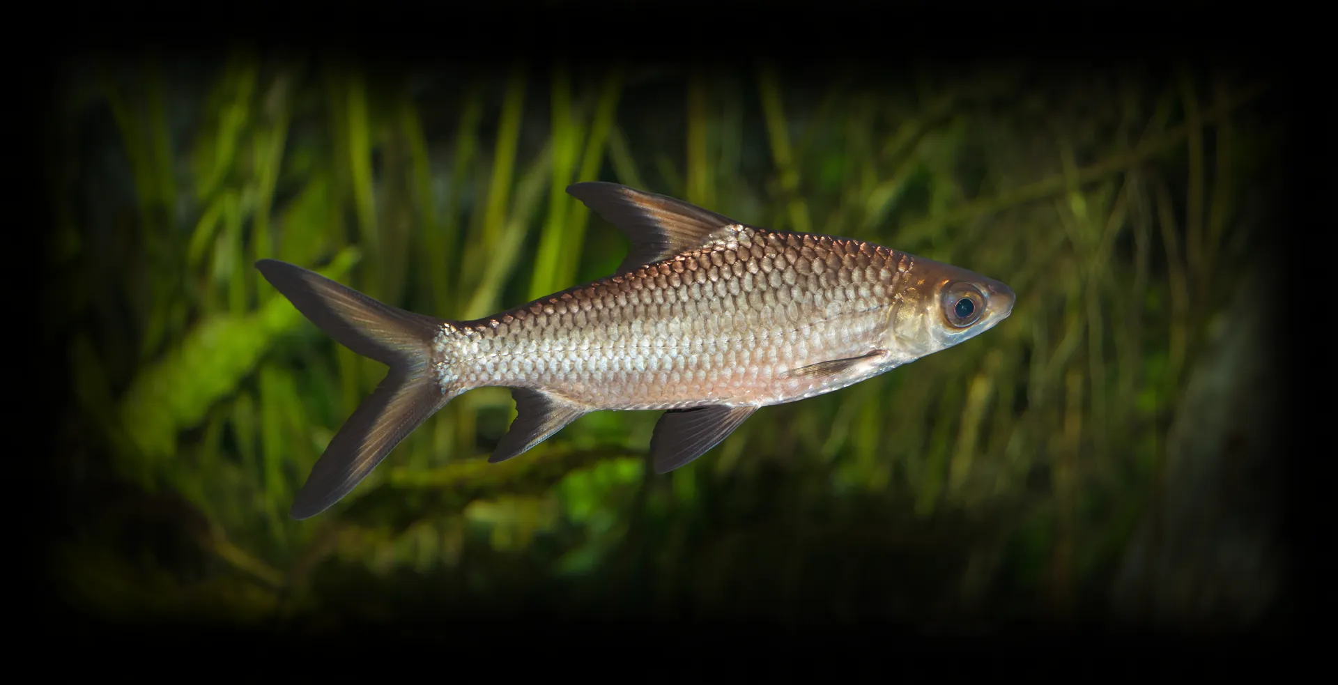 Imagem de fundo de Peixe Bala - Poytara